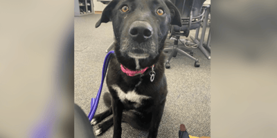 Labrador mix abandoned for being too friendly