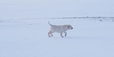 Un Labrador dans la neige