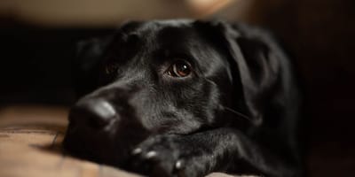 Labrador noir
