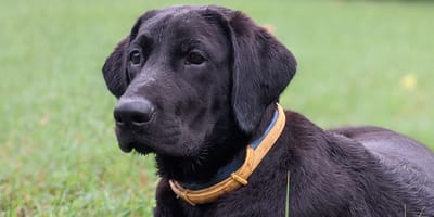 Zwarte Labrador