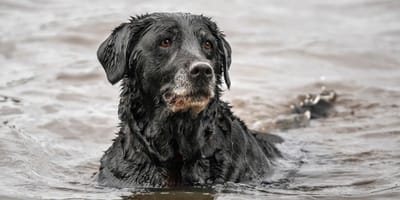 Labrador noir