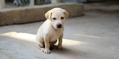 Labrador puppy