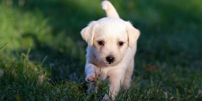 Labrador puppy running on grass