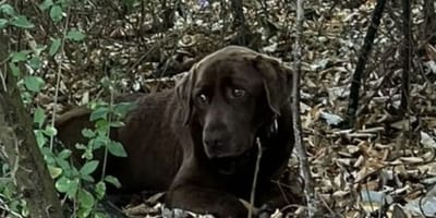 Labrador Shadow is na 1,5 maand weer terecht