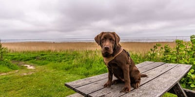 Labrador sitzt auf Tisch am Meer auf Sylt