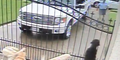 Labradory czekają przy bramie