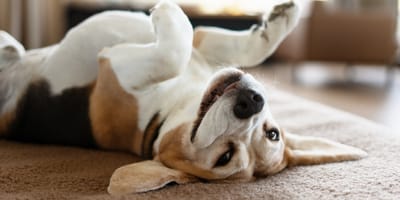 Lächelnder Beagle liegt auf dem Rücken