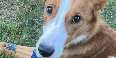 Laïko chien abandonné