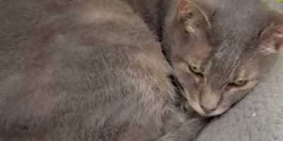 Lala la chatte