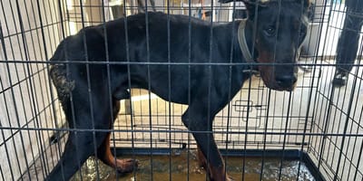 Landelijke inspectie dienst treft zwaar verwaarloosde Dobermann aan in Hendrik-Ido-Ambacht