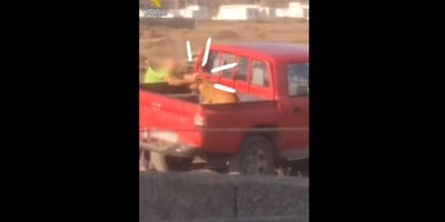 lanzarote-hombre-golpea-perra-9-meses