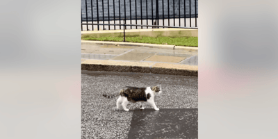Larry the cat welcoming new Prime Minister Andy Burnham
