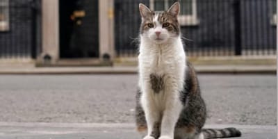 Larry the Downing Street cat