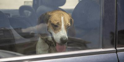 Lasciano i cani chiusi in auto sotto il sole. Scattano i soccorsi.