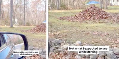 Laubhaufen mit Augen