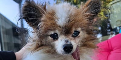 Lazare, ein Papillon