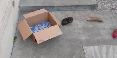 Der Karton mit einem Kätzchen daneben