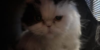 Le chat dans sa panière