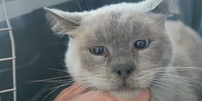 Le chat de 16 ans