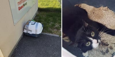 Le chat enfermé dans sa litière