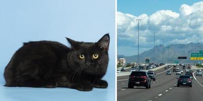 The black cat who was thrown onto the motorway