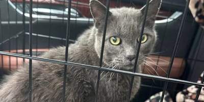 The lost cat in a travel carrier