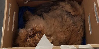 The Persian cat in the cardboard box it was abandoned in