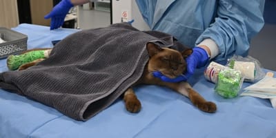 The cat who survived a washing machine cycle