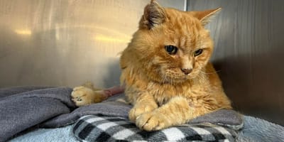 Il gatto rosso di 21 anni