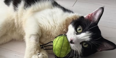 Kot Sir Purr