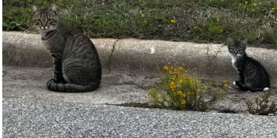 Le chaton abandonné et un chat errant