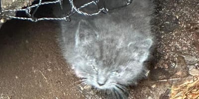 Il gattino blu che è stato salvato nel tubo di scarico