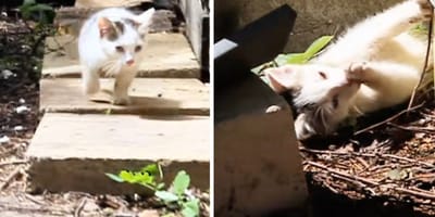 Le chaton dans le jardin