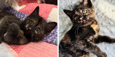 Le chaton écaille de tortue