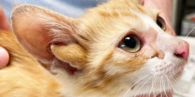 The ginger kitten with four ears