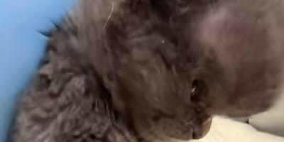 The kitten, nicknamed "Megamind" because of his swollen head, quickly won the hearts of the shelter staff
