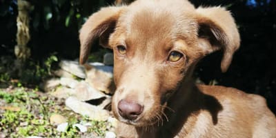 Il cane abbandonato in mezzo alla natura