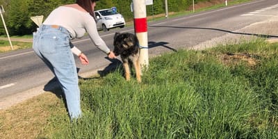 De hond achtergelaten op de provinciale weg