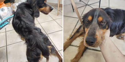 Le chien amaigri