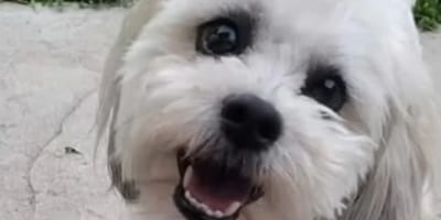 Le chien aveugle tué par un policier