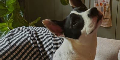 Le chien d'Ireland Baldwin