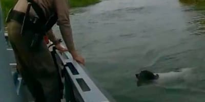 Le chien dans la rivière