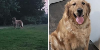 Der im Park entdeckte Hund