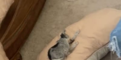 Le chien fait la sieste