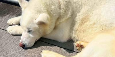 Le chien Husky