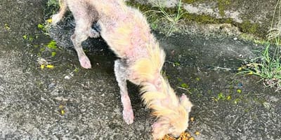 Le chien lorsqu'il a été trouvé dans la rue