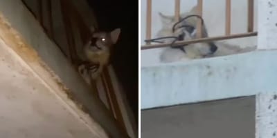 Der Wolfhund auf dem Balkon