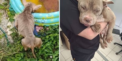 The mistreated dog