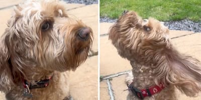 Le chien ne peut pas s'empêcher d'aboyer