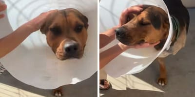 Le chien qui est tombé du 3ème étage